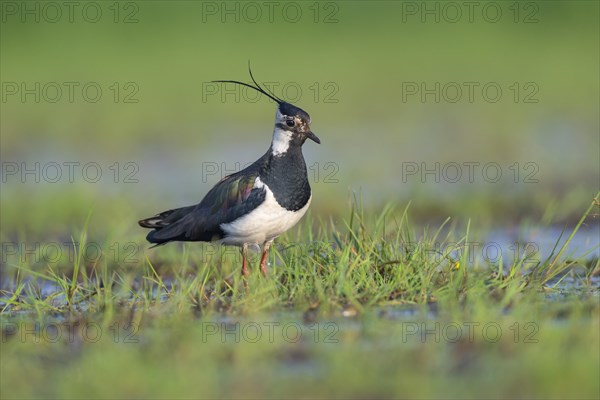 Northern lapwing