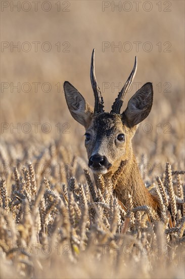 European roe deer