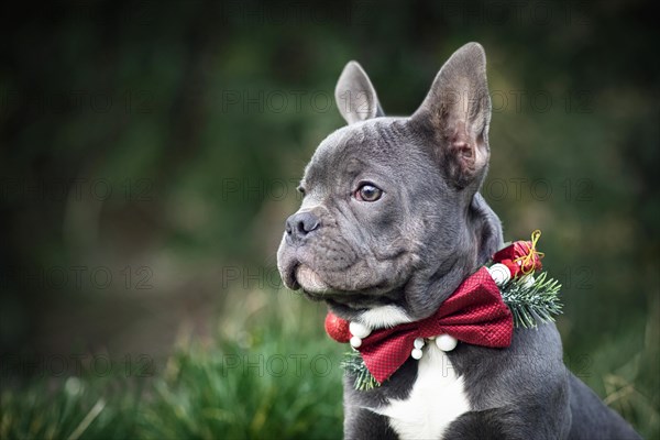 Beautiful young blue French Bulldog dog wearing seasonal Christmas collar with red bow tie on blurry green background