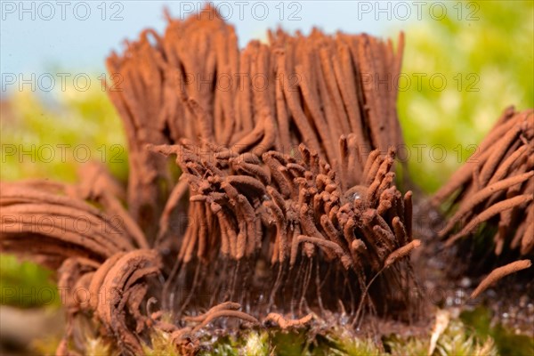 Tufted slime mould Fruiting body with many light brown stalks