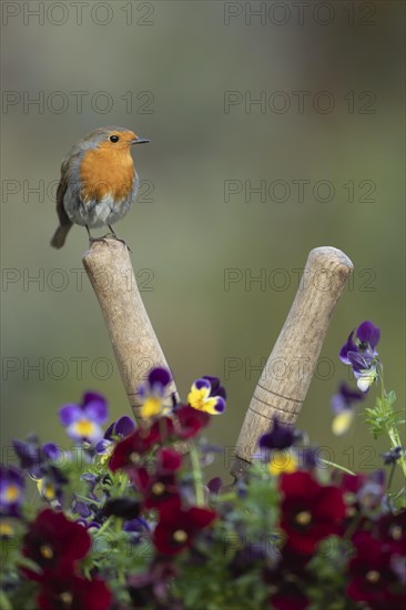 European robin