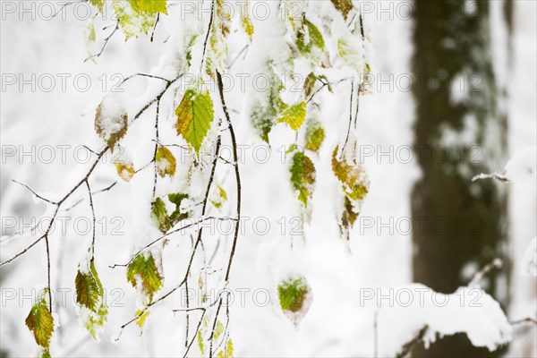 Snow-covered leaves of a birch