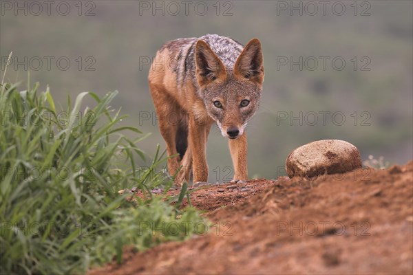 Black-backed jackal