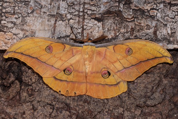 Japanese oak silk moth butterfly with open wings sitting on tree trunk from behind