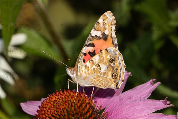 Thistle butterfly butterfly with closed wings sitting on red flower sucking left seeing