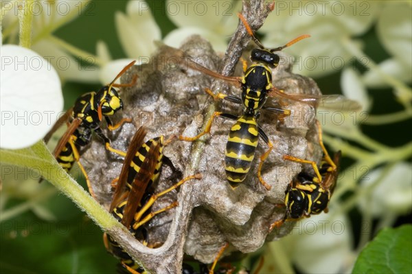 French field wasp four animals sitting at nest different sighting