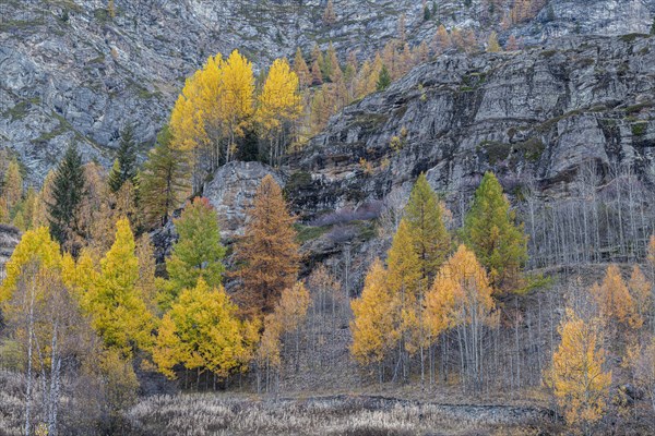 Autumn-coloured aspen or quaking aspen