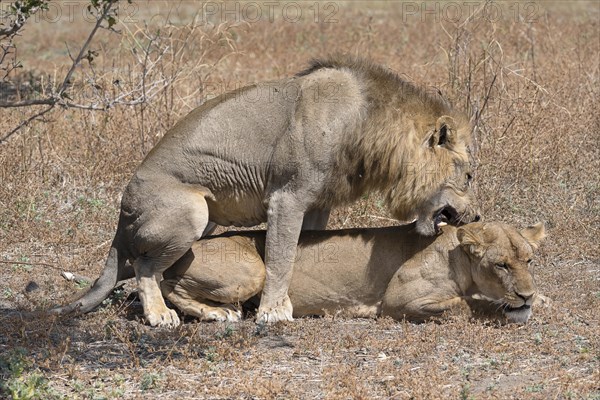 African lion