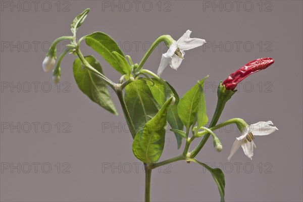 Birds eye chili