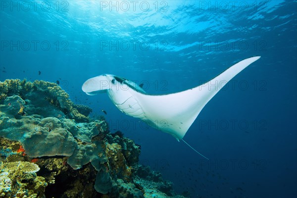 Pelagic manta ray