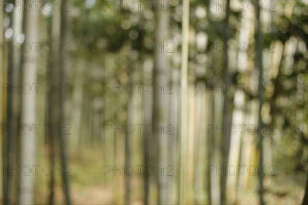 Fuzzy bamboo trunks in the Arashiyama bamboo forest in Kyoto