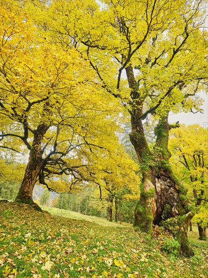 Forest of sycamore maple