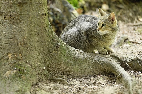 European wildcat
