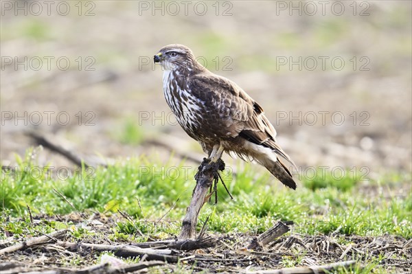 Common steppe buzzard