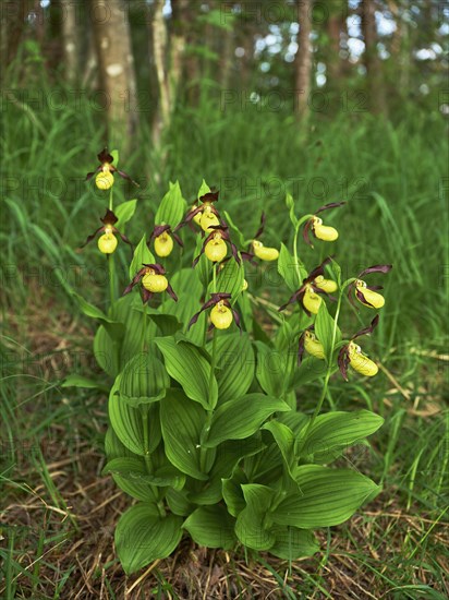 Group yellow lady's slipper orchid