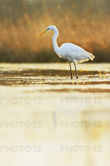 Great egret