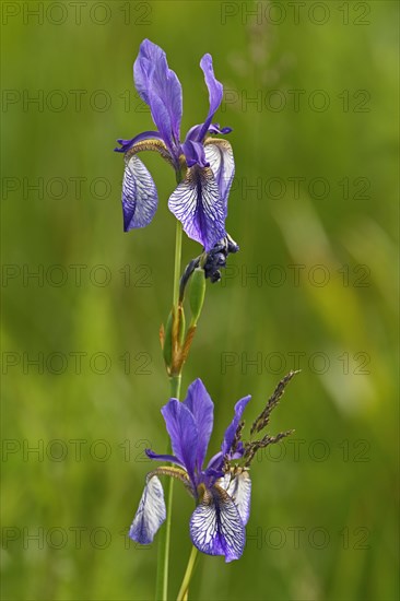 Siberian iris