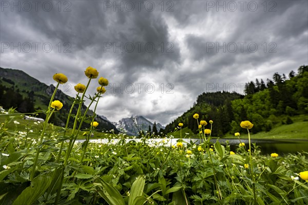 Globeflowers