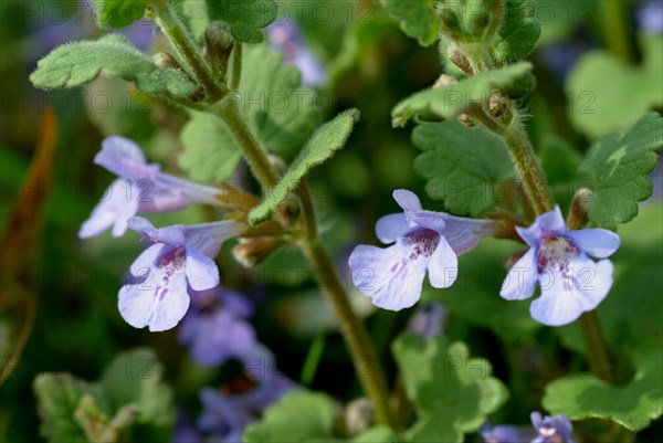 Medicinal plant Gundermann