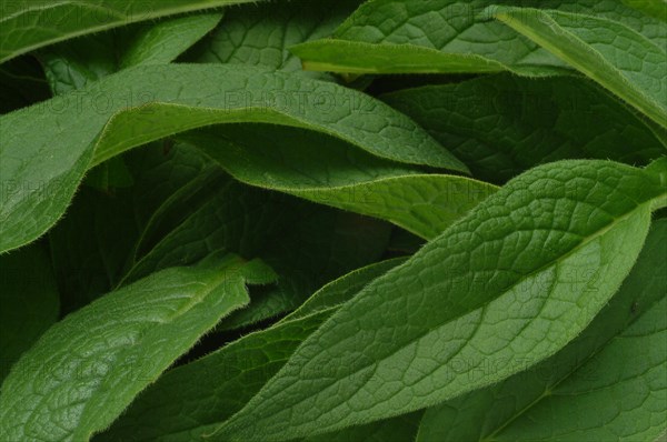 Medicinal plant common comfrey