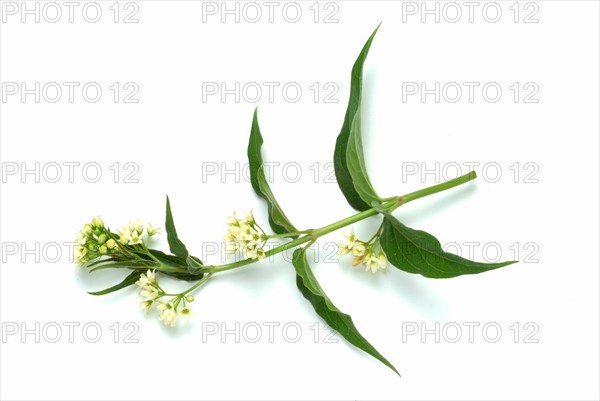 Medicinal plant white swallowwort