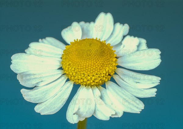 Medicinal plant Chamomile