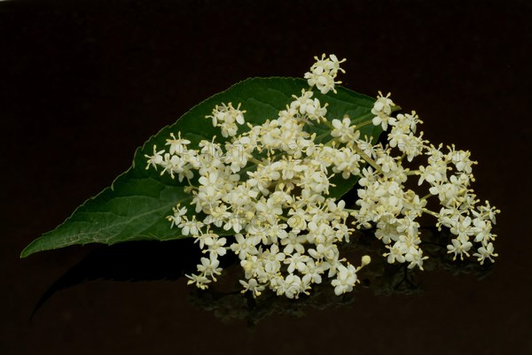 Black elder