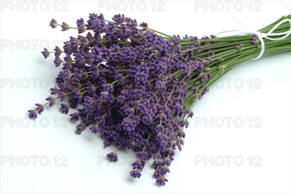 True lavender or narrow-leaved lavender