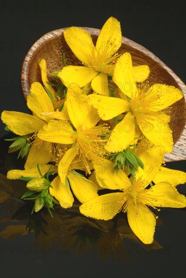 Medicinal plant St. John's wort