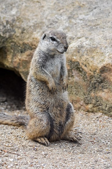 Cape ground squirrel