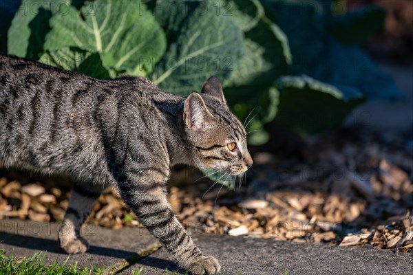 European domestic cat on the move in the vegetable garden in the sunlight