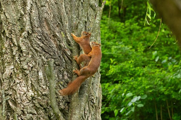 Squirrel two animals hanging from tree trunk during mating looking up