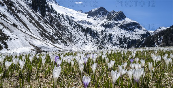 Meadow full of white and purple crocuses