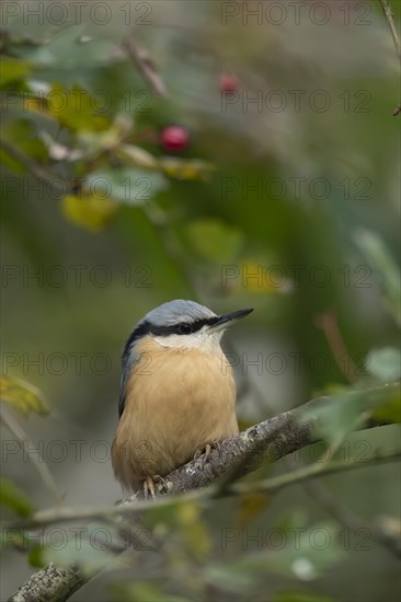 European nuthatch