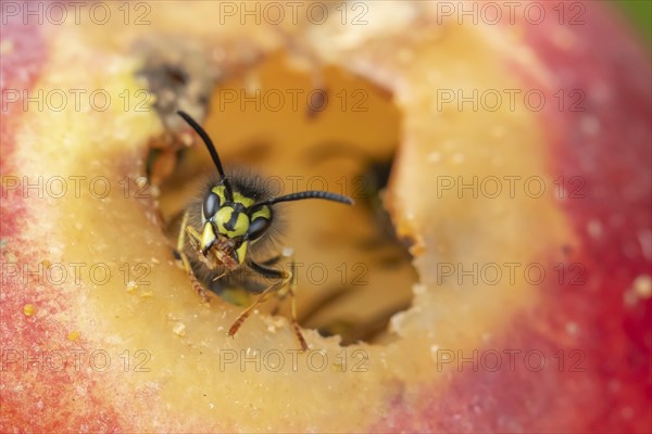 Common wasp