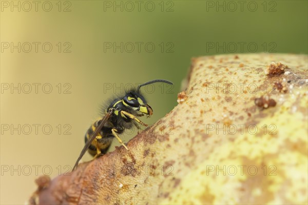 Common wasp