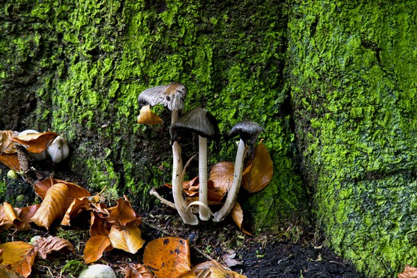 Mushrooms in autumn at the end of the development cycle