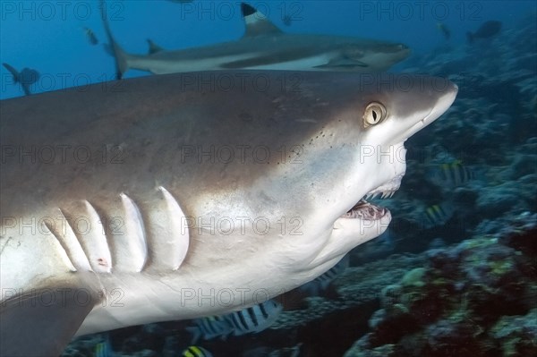 Close-up profile of head of large grey reef shark