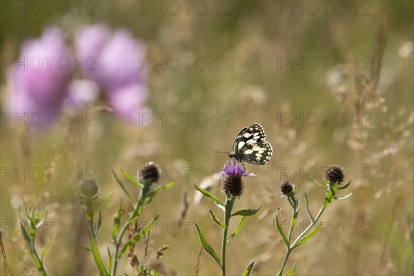 Marbled white