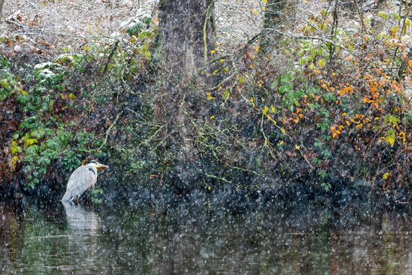 Grey heron