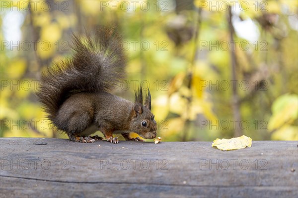 A wild squirrel sniffs cautiously at a nut