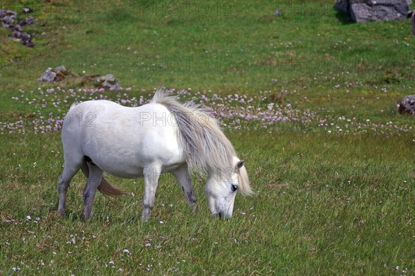 White Icelandic horse in meadow
