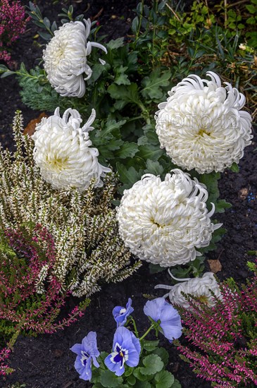 Grave decoration with garden chrysanthemums