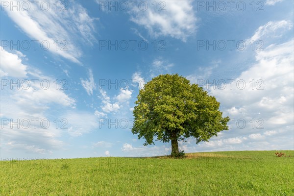 Lone basswood tree on a hill in the landscape. Jura