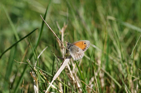 Small heath