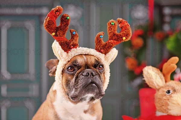 French Bulldog dog with Christmas reindeer antler costume headband
