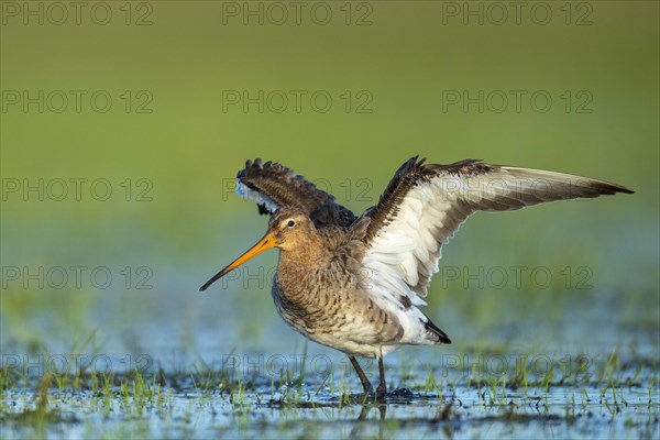 Black-tailed Godwit