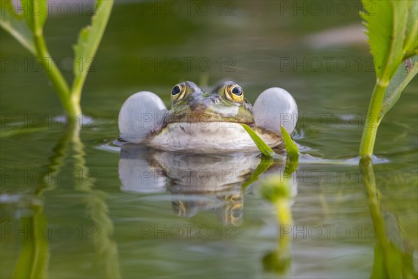 Green frog