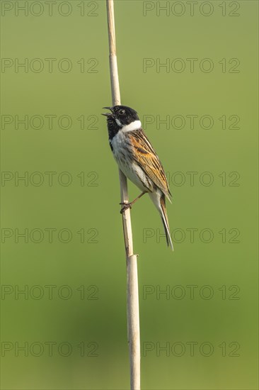 Song Sparrow