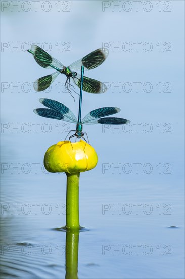 Banded demoiselle